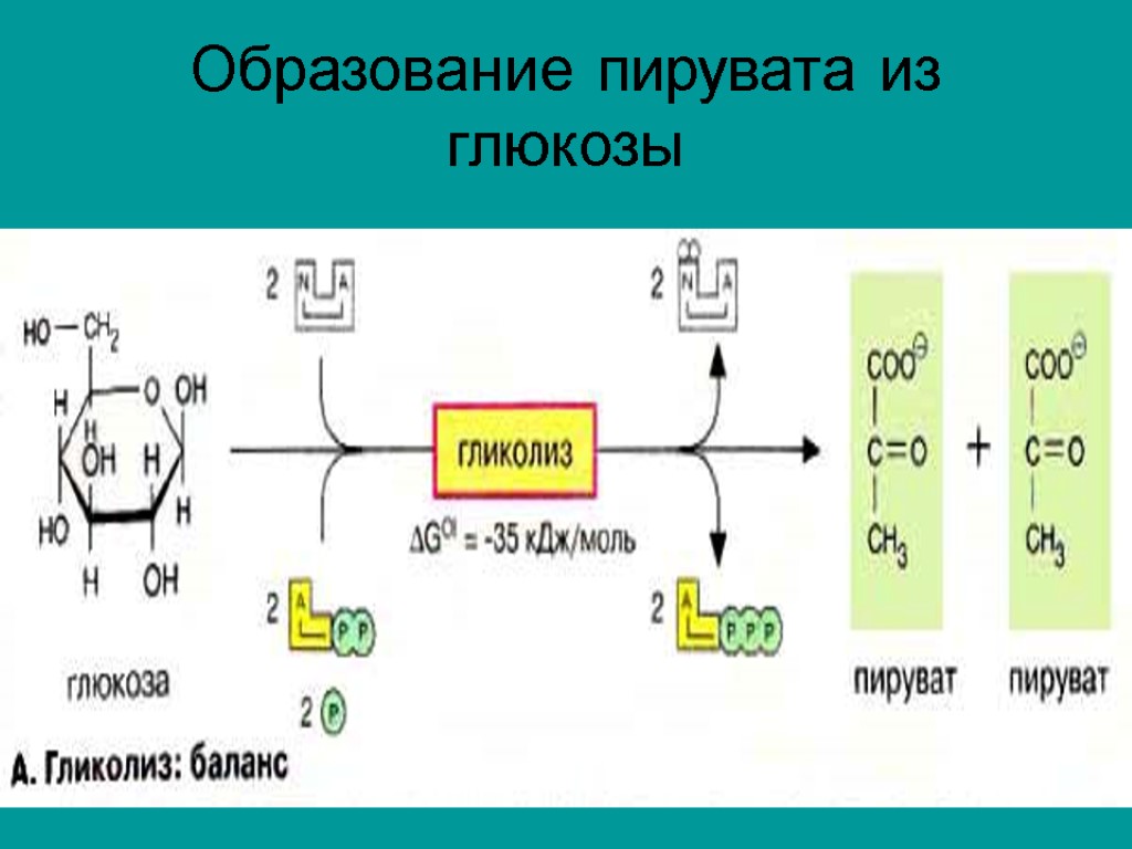 Образование пирувата из глюкозы